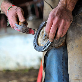 Parage et ferrage chevaux & ânes à Saint-Pierre-de-Maillé et Chauvigny