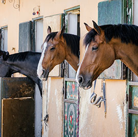 Parage et ferrage chevaux & ânes à  Le Blanc (36) et Chauvigny